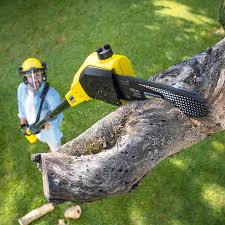 How Our Tree Care Process Works  in Sunnyvale, CA